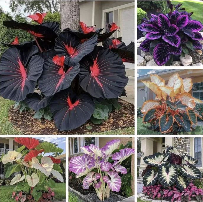 💝Rare Heirloom Giant Black Red Hosta Seeds