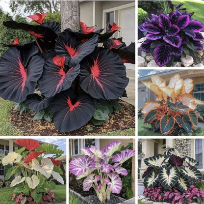 💝Rare Heirloom Giant Black Red Hosta Seeds