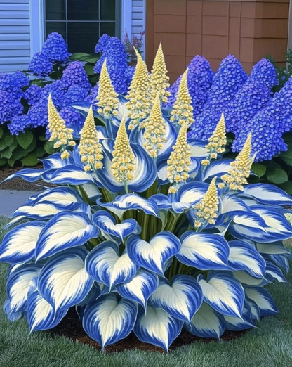 💝Rare Heirloom Giant Black Red Hosta Seeds